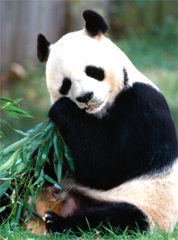 卧龙保护区尚有2只大熊猫失踪