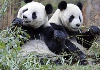 英国游客回忆卧龙熊猫