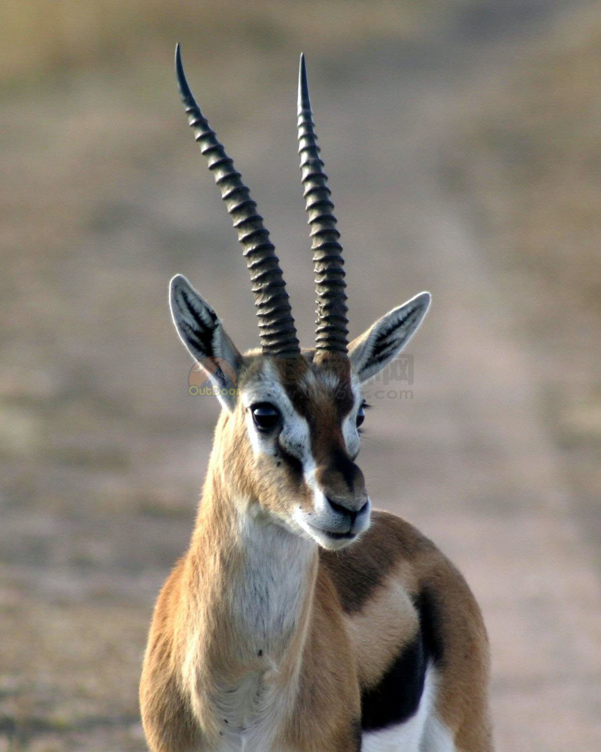 8月初肯尼亚野生动物风光摄影游