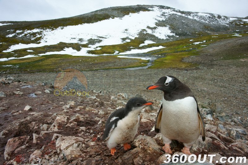 南极探险成国内最新旅游项目