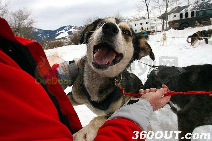 Dog Sledding in Montana’s Wilderness