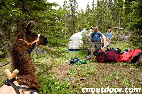 Backpacking Made Easy, With 4-Footed Friends