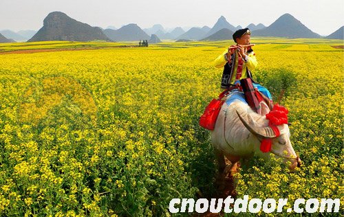 云南罗平国际油菜花文化旅游节2月开幕