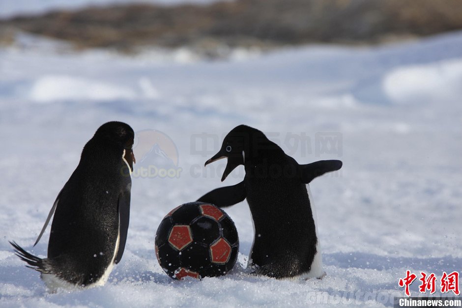 南极企鹅参加中国南极科考队冰上足球赛