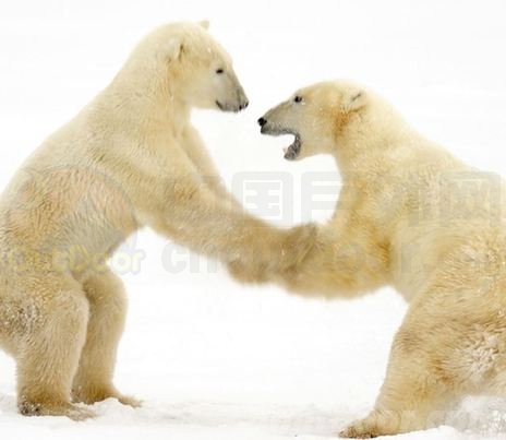 摄影师拍到罕见照片：两只北极熊冰上“漫舞”
