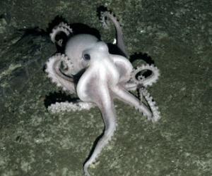南极大陆架发现海洋新物种：神秘灰白色章鱼