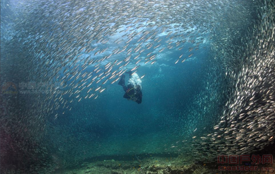 十亿条沙丁鱼群迁徙包围潜水员