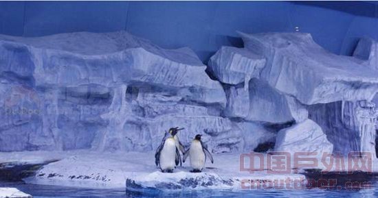武汉极地海洋世界南北极动物玩转奥运