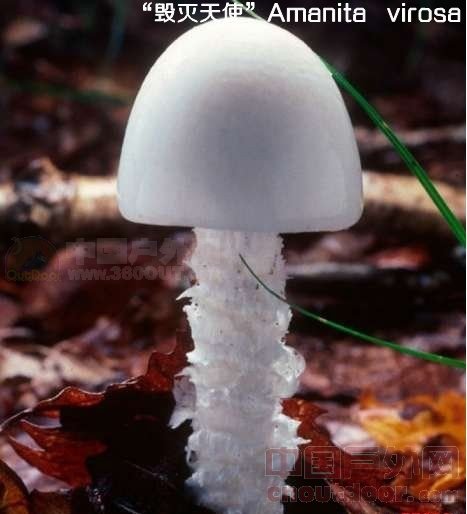 美丽“诱惑”——七种毒性超强的“要命”蘑菇