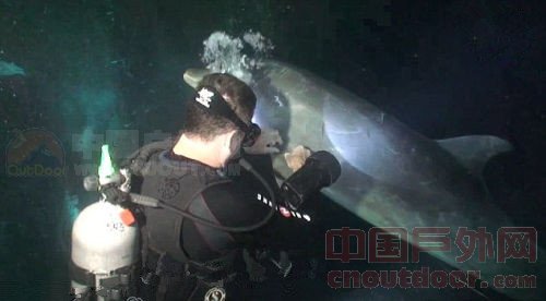 海豚被钓鱼线缠绕 游向潜水员“求助”获救
