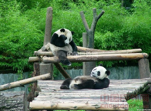 灾后生态：熊猫等动植物现状不明