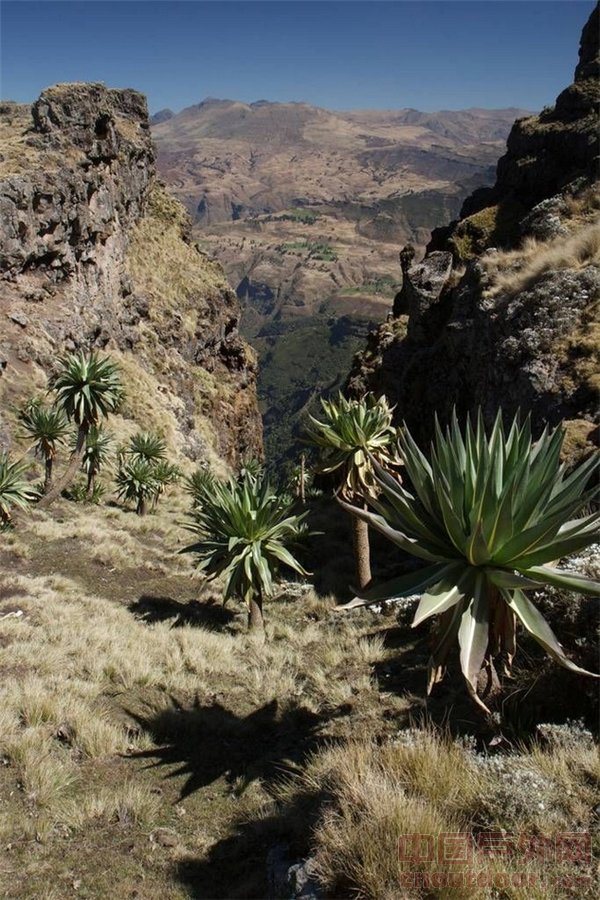 探秘“非洲屋脊”埃塞俄比亚高原