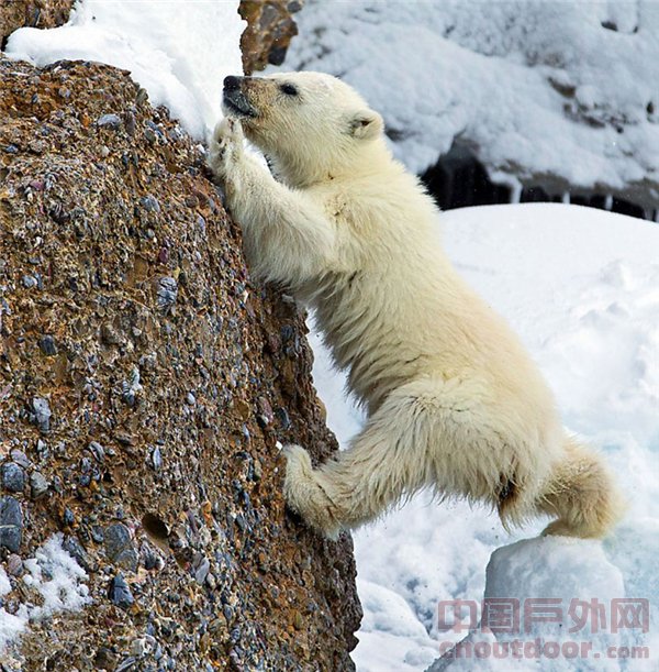 北极熊宝宝奋力攀岩学生存之道