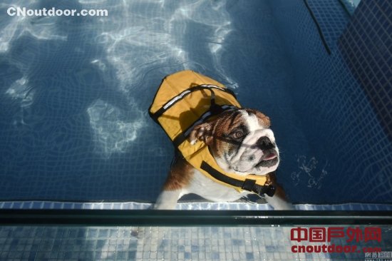 人不如狗！宠物都有泳池了 狗狗游泳90元