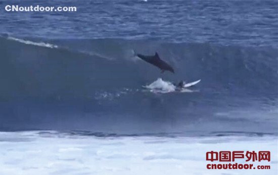 英国13岁少年冲浪 险遭浪中飞出的海豚砸中
