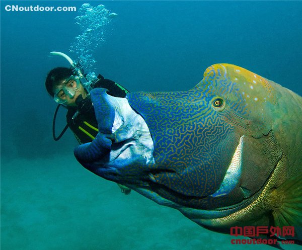 苏眉鱼在大堡礁海底上演“大吞活人”