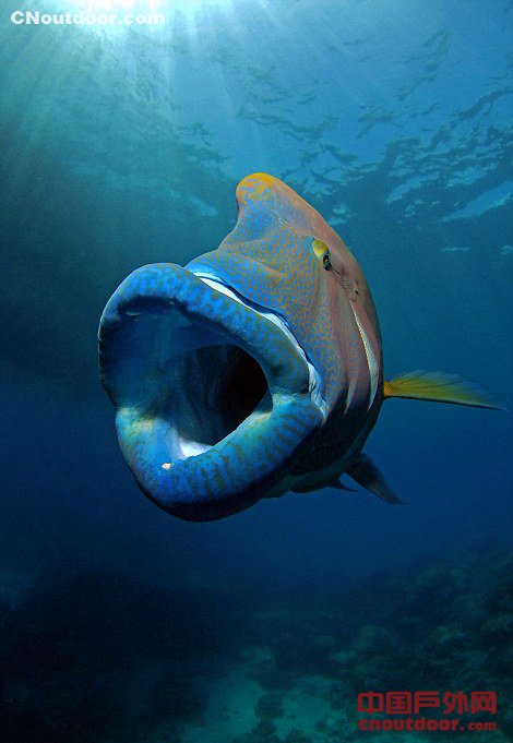 苏眉鱼在大堡礁海底上演“大吞活人”