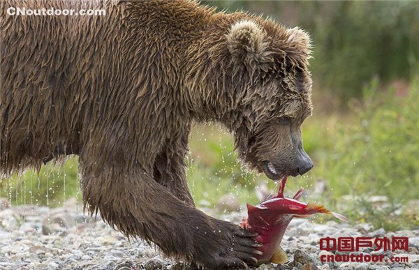 母熊捕鱼喂食幼崽展现浓浓骨肉亲情