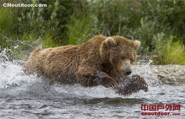 母熊捕鱼喂食幼崽展现浓浓骨肉亲情
