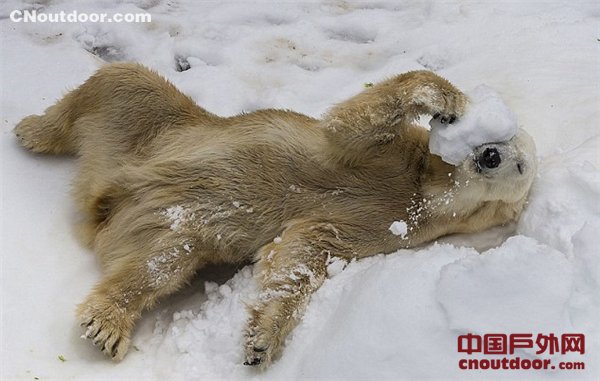 加男子情迷北极熊 投身保护工作