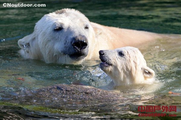 法国北极熊宝宝首次公开亮相 纪念国际北极熊日
