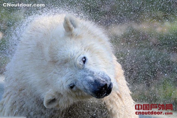 法国北极熊宝宝首次公开亮相 纪念国际北极熊日