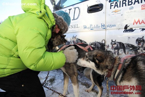 美国举办雪橇犬比赛 汪星人雪地狂奔憨态百出