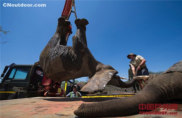 南非象群集体“越狱” 被起重机吊起捉回