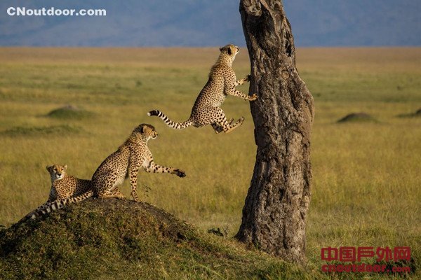 神秘而狂野的非洲大陆 盘点肯尼亚动物天堂缩影