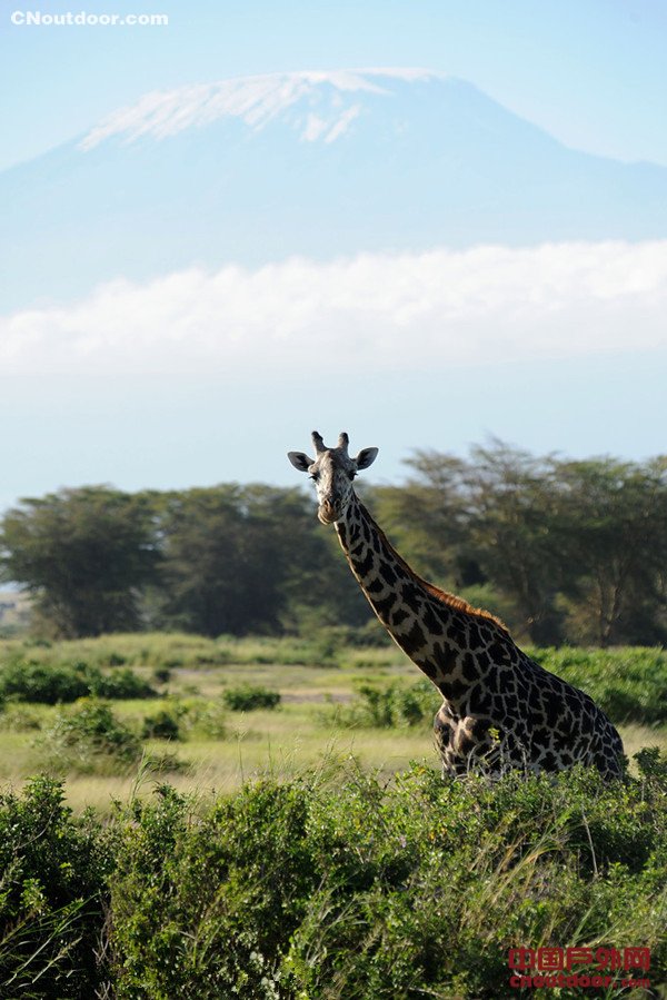 神秘而狂野的非洲大陆 盘点肯尼亚动物天堂缩影