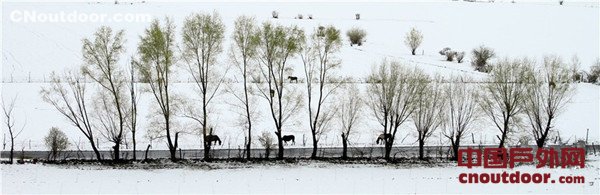 新疆新源那拉提大草原五月飞雪 犹如水墨画卷
