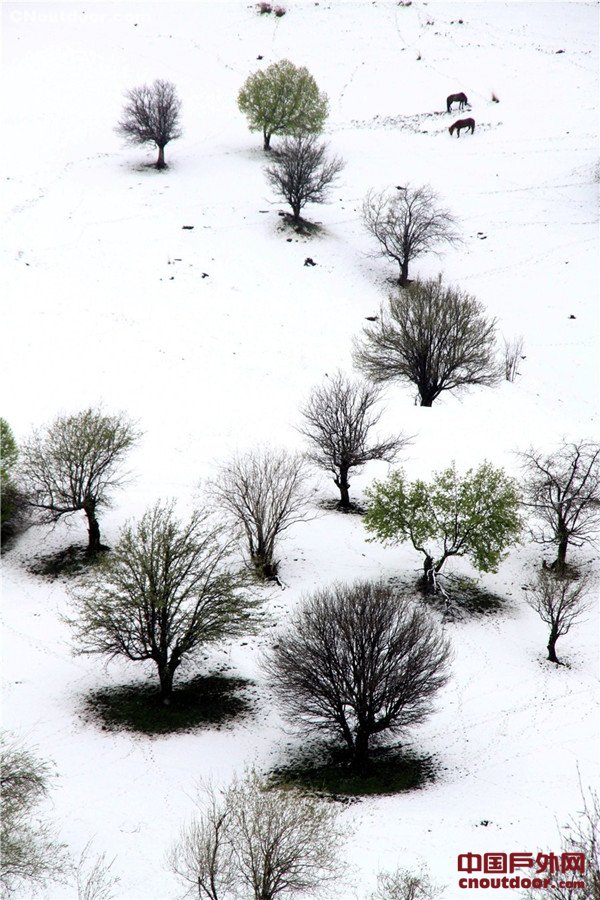 新疆新源那拉提大草原五月飞雪 犹如水墨画卷