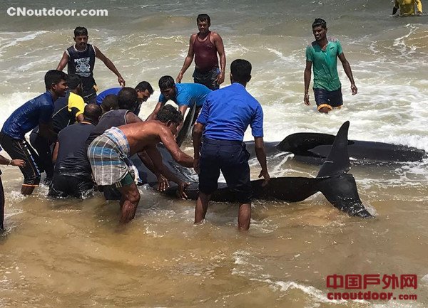 20头鲸鱼在斯里兰卡东北海岸搁浅