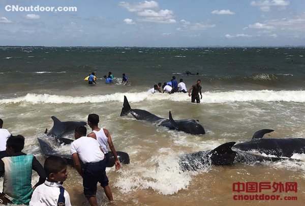 20头鲸鱼在斯里兰卡东北海岸搁浅