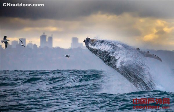 澳大利亚近海现鲸鱼跃出海面吓坏游客