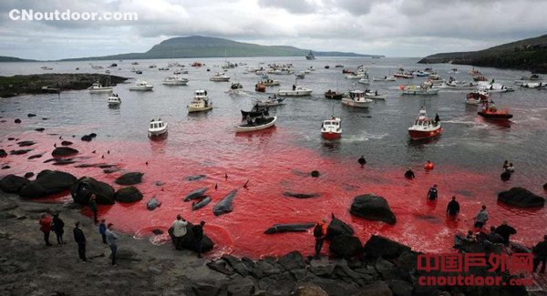 法罗群岛集体捕杀巨头鲸 海水被染红