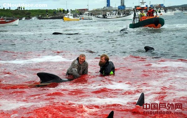 法罗群岛集体捕杀巨头鲸 海水被染红