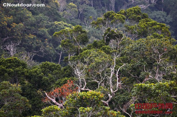 海南省森林旅游资源丰富 生态优势亟待转化为产业优势