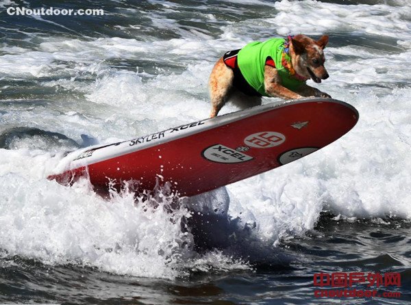 美国加州举办狗狗冲浪比赛 汪星人秀水上功夫