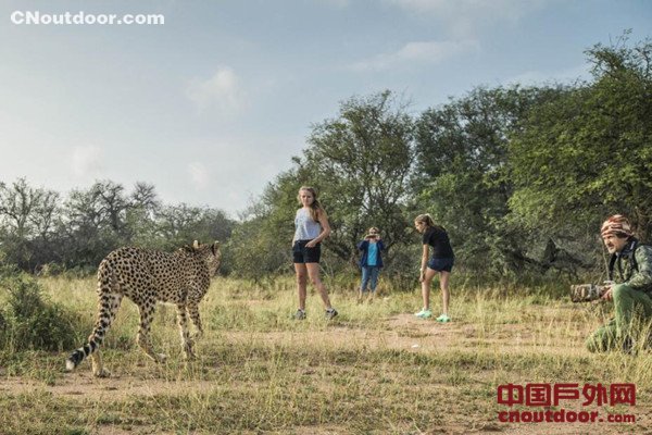 南非三只猎豹“兼职”当导游 带游客散步