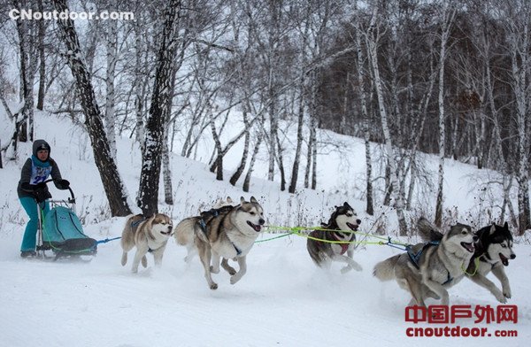 俄罗斯举办哈士奇运动锦标赛 “二哈”拉雪橇奔跑