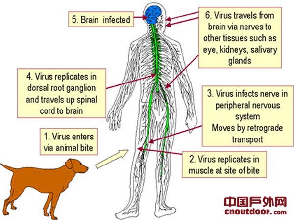 世卫组织针对狂犬病的防范及应对措施
