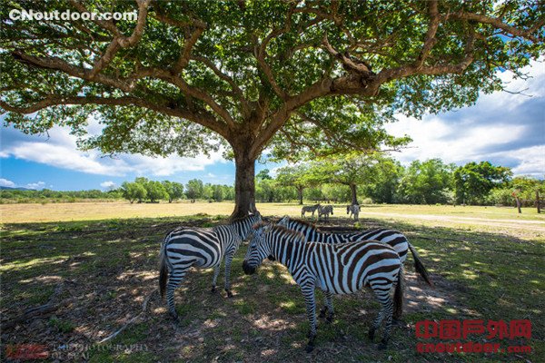 菲律宾奇特的野生动物园 嘴叼树枝喂长颈鹿