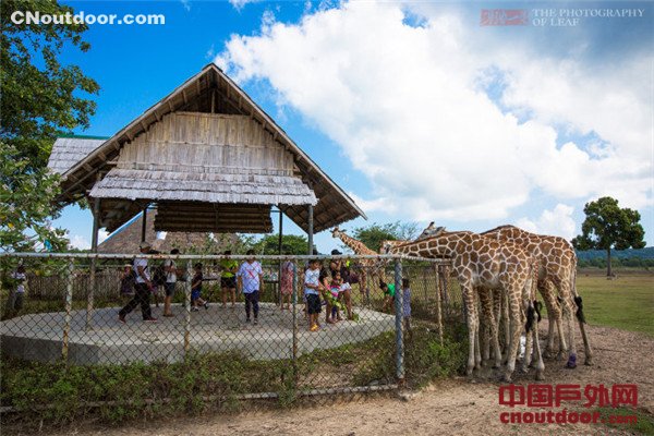 菲律宾奇特的野生动物园 嘴叼树枝喂长颈鹿