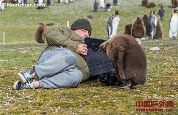 企鹅狗仔队出动！摄影师拍照引企鹅宝宝群围观