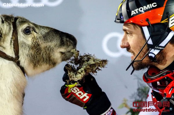 高山滑雪名将希尔斯赫夺生涯第59冠 奖品竟是一只驯鹿！