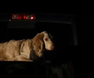 美国1徒步旅行者失踪16天后被发现死亡 狗狗守在主人身边